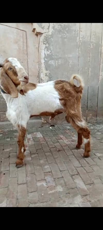 lailpura Bakra 4 sale