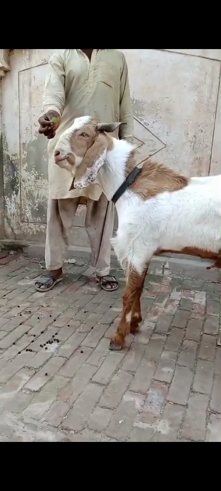 lailpura Bakra 4 sale — photo 2