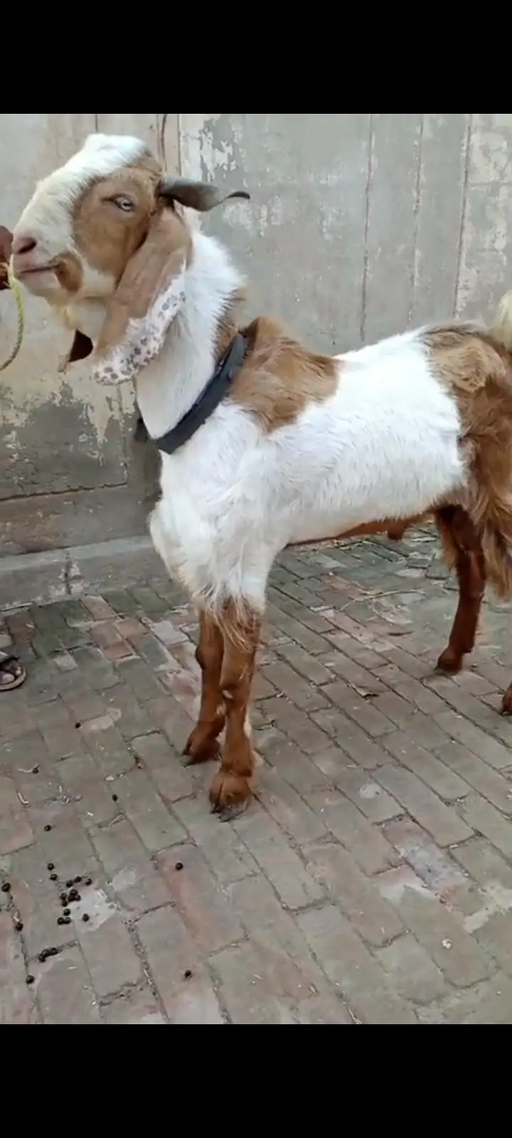 lailpura Bakra 4 sale — photo 3