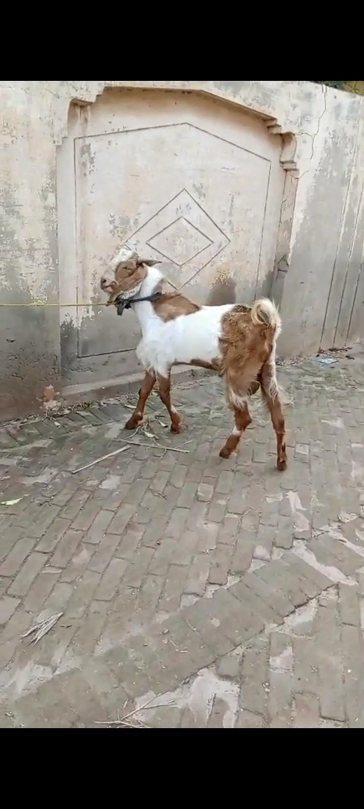 lailpura Bakra 4 sale — photo 5