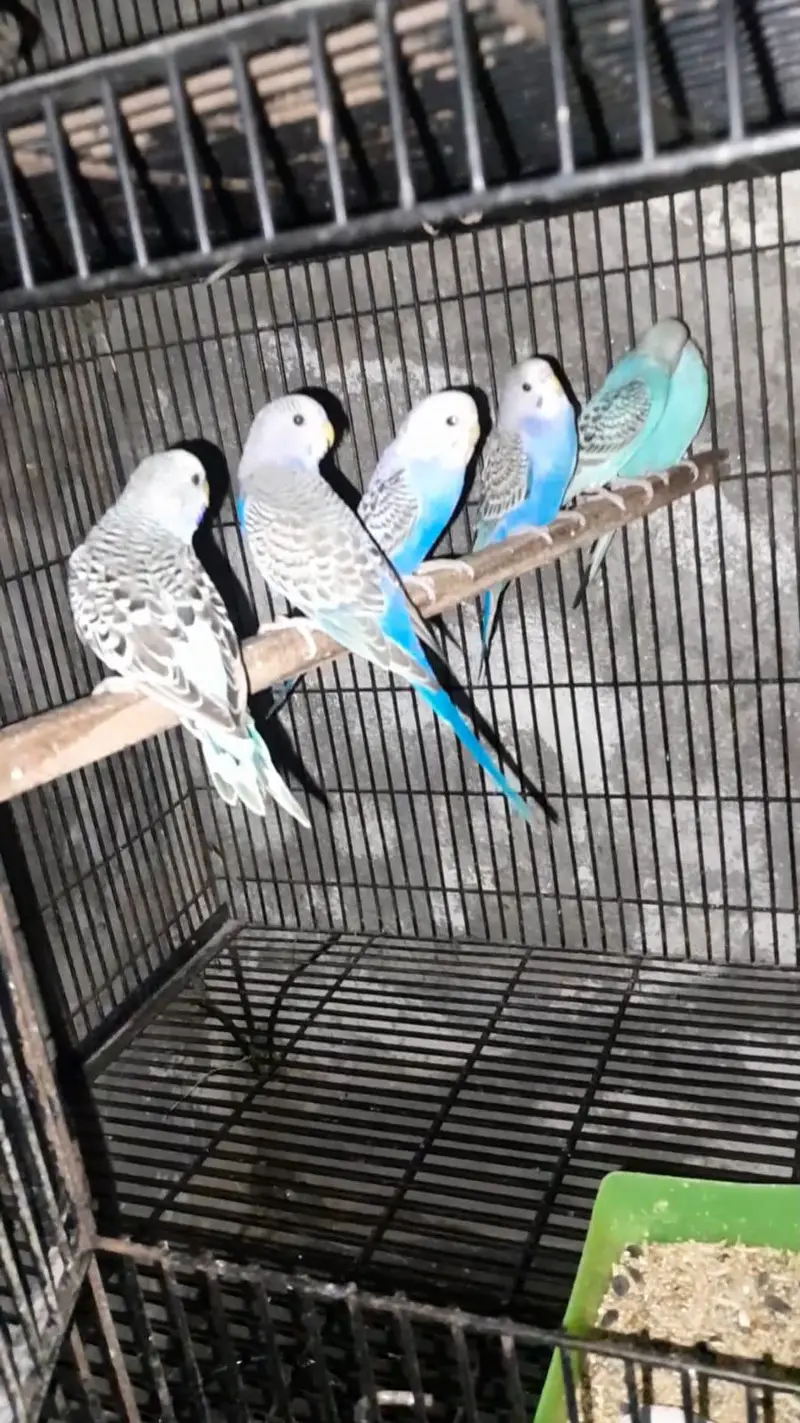 3 story cage — photo 2