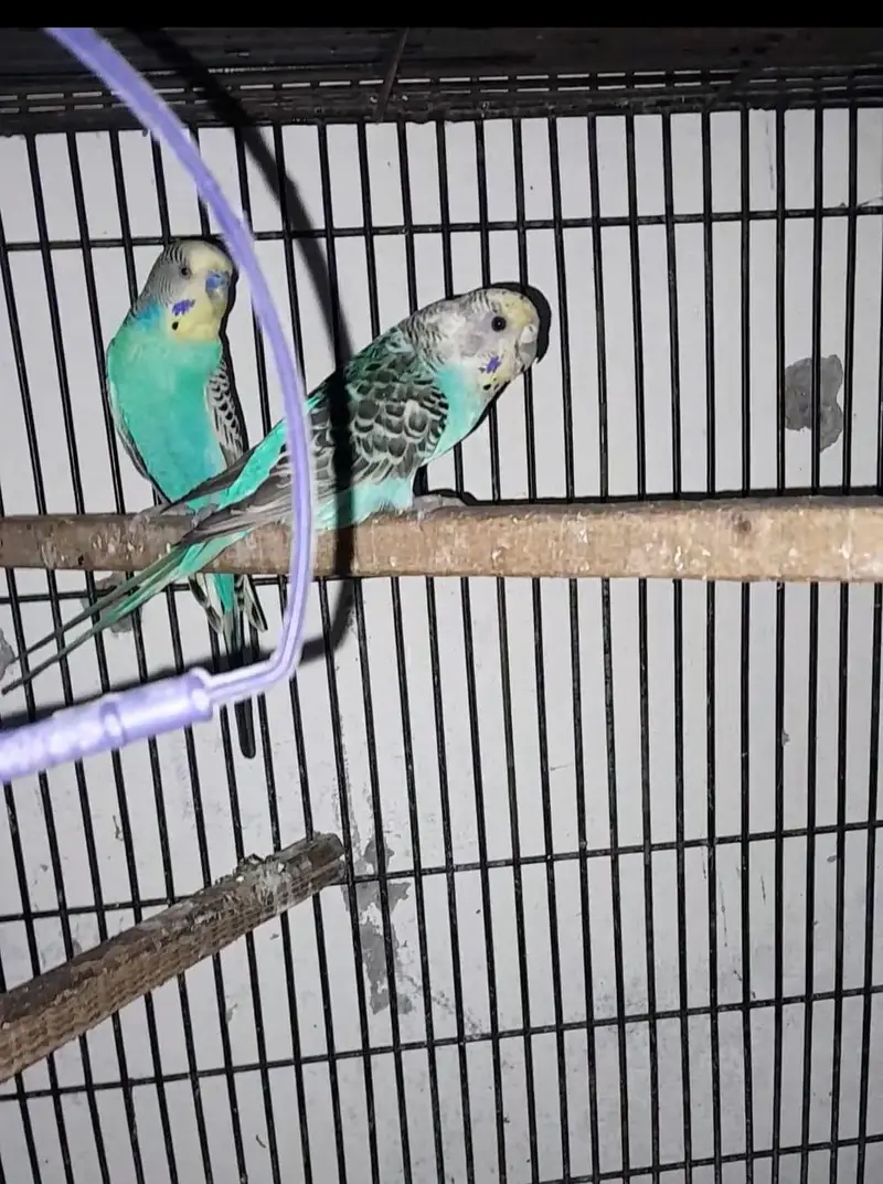 3 story cage — photo 3
