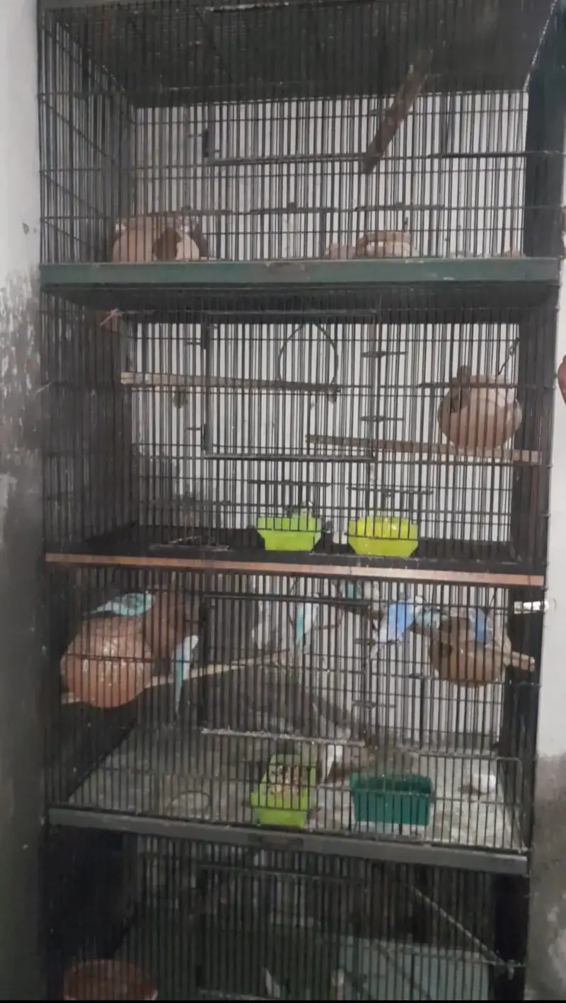 3 story cage — photo 4