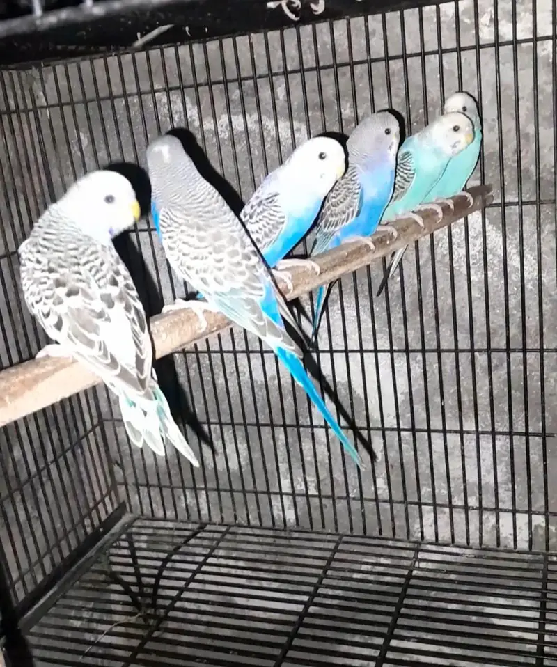 3 story cage — photo 5