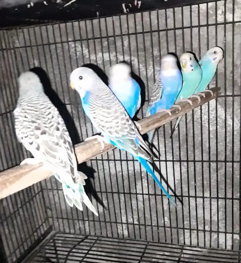 3 story cage — photo 6