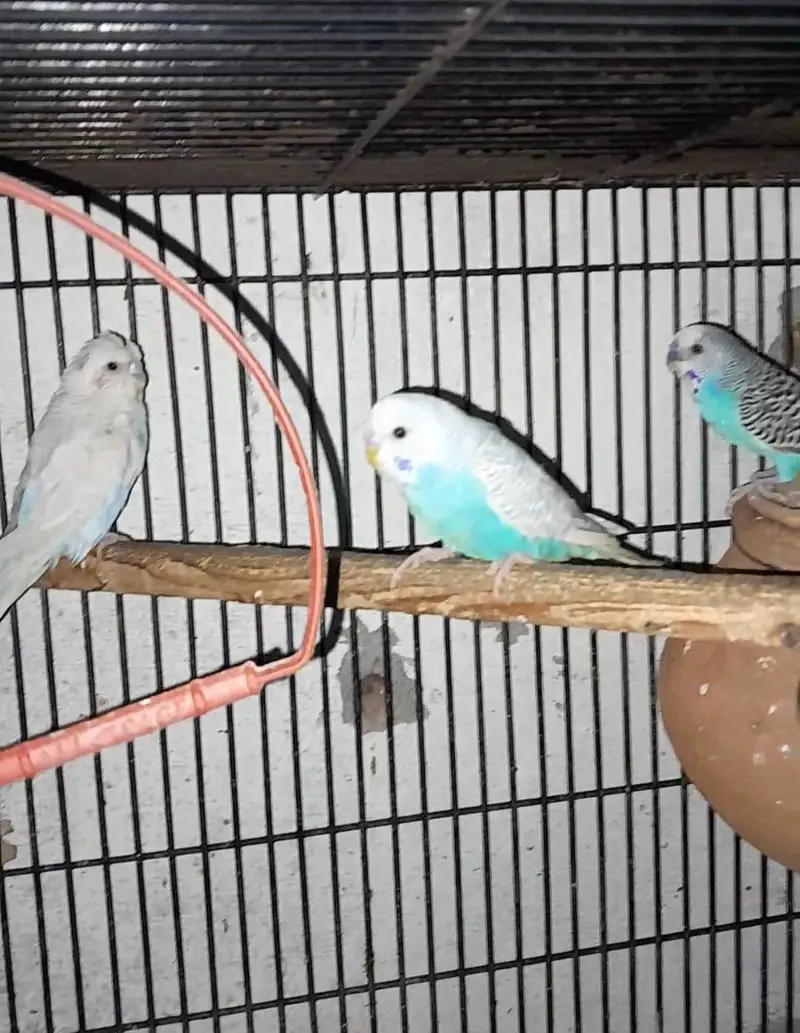 3 story cage — photo 7