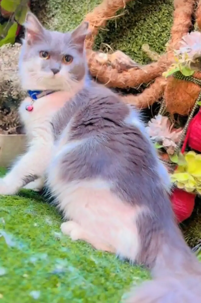 Persian cat  triple coat Punch face  vaccinated letter train — photo 5