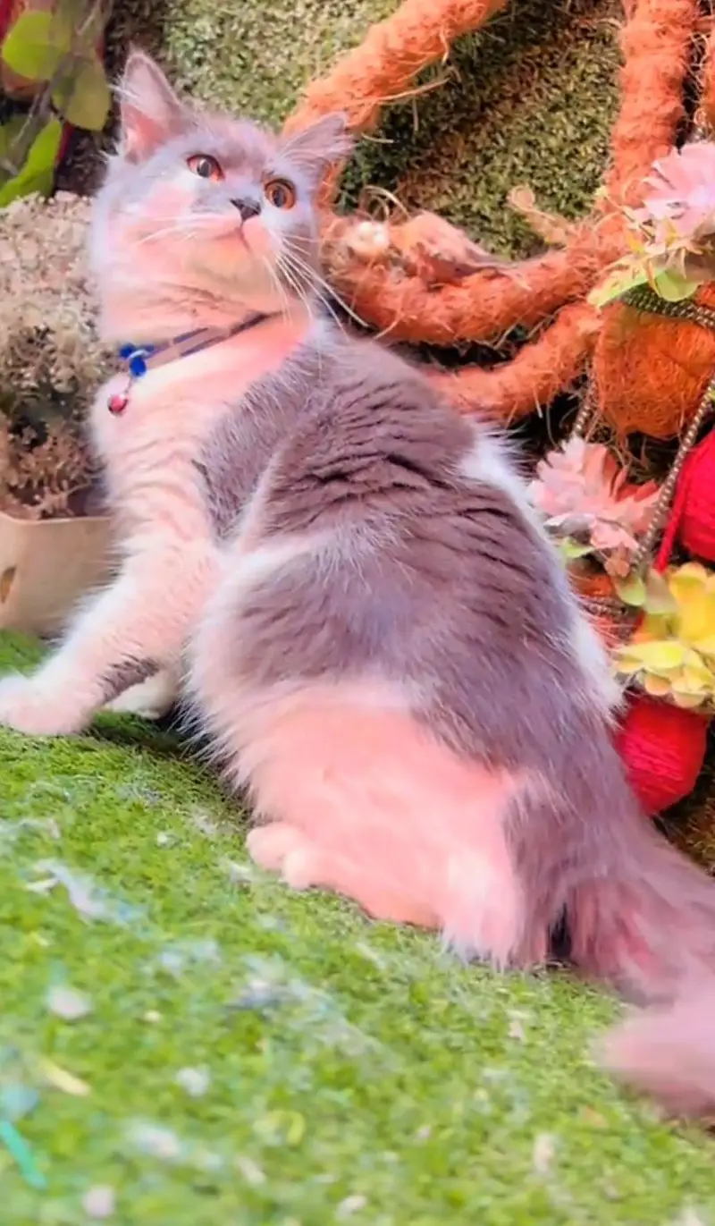 Persian cat  triple coat Punch face  vaccinated letter train — photo 6