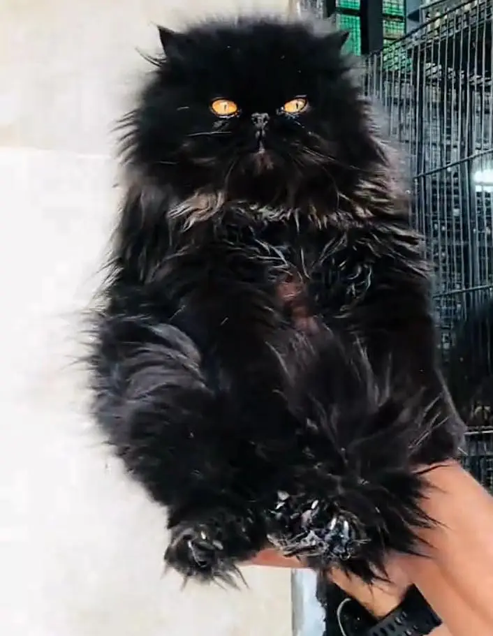 Persian cat  triple coat Punch face  vaccinated letter train — photo 7