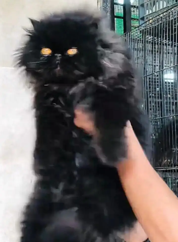 Persian cat  triple coat Punch face  vaccinated letter train — photo 8