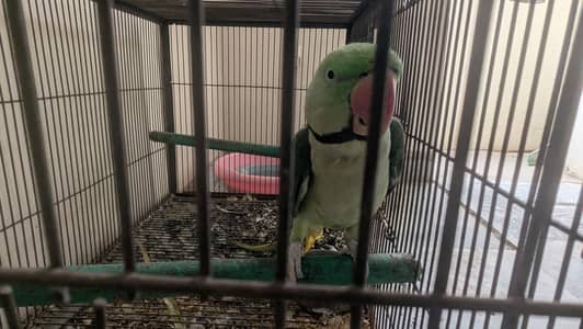 Raw Parrot Pair For Sale