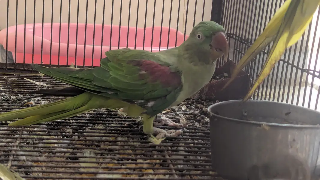 Raw Parrot Pair For Sale — photo 2