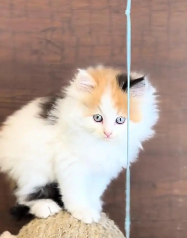 Persian cat  triple coat Punch face vaccinated letter train — photo 7
