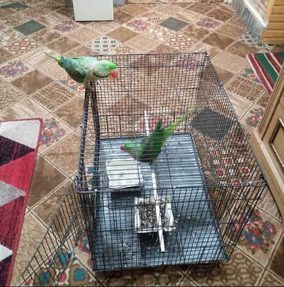 taking parrot male female both only this number 03239854645