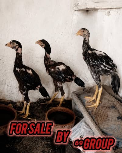 3 phaty for sale