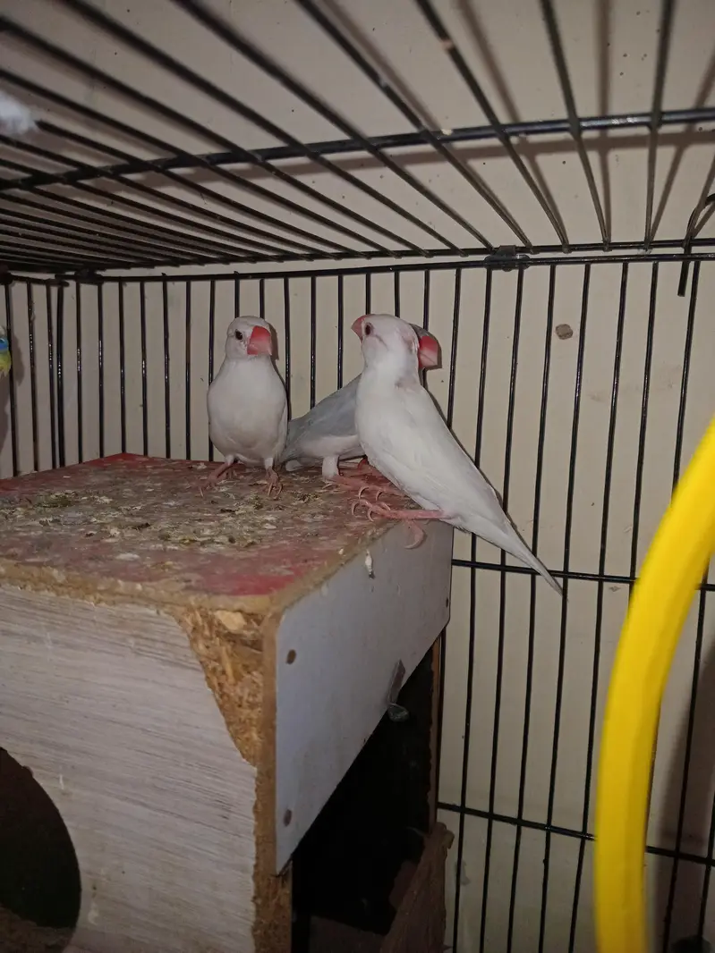 Breeder pair