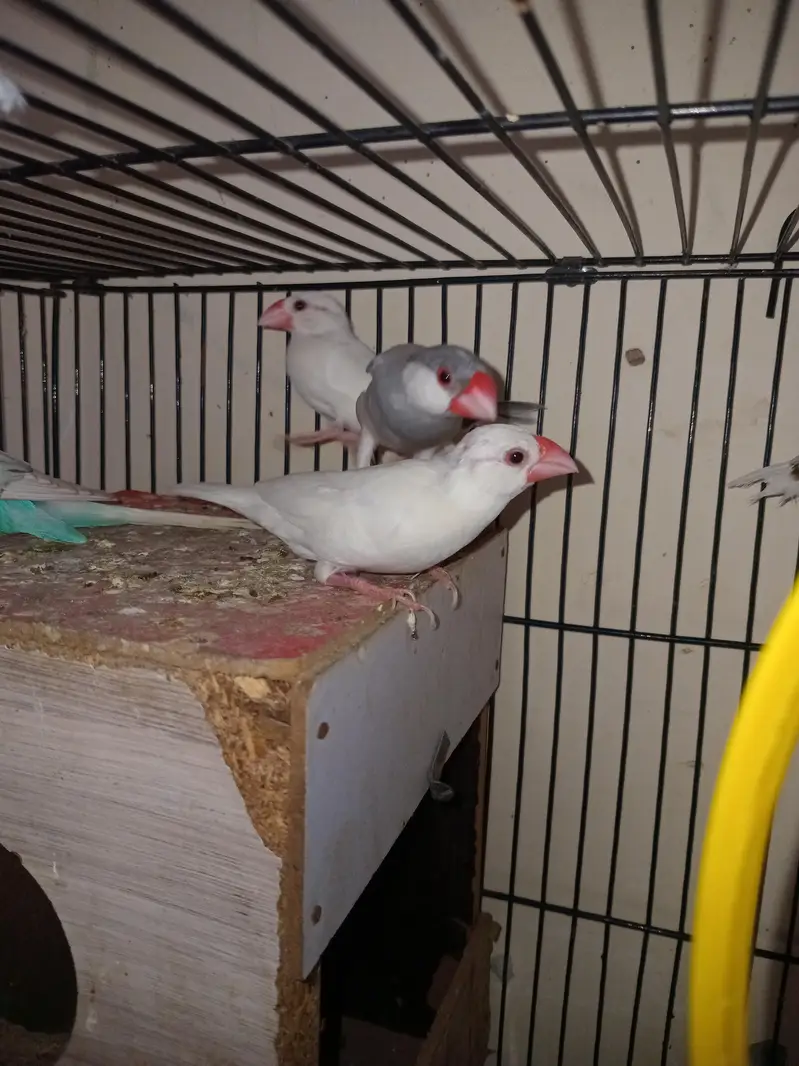 Breeder pair — photo 2