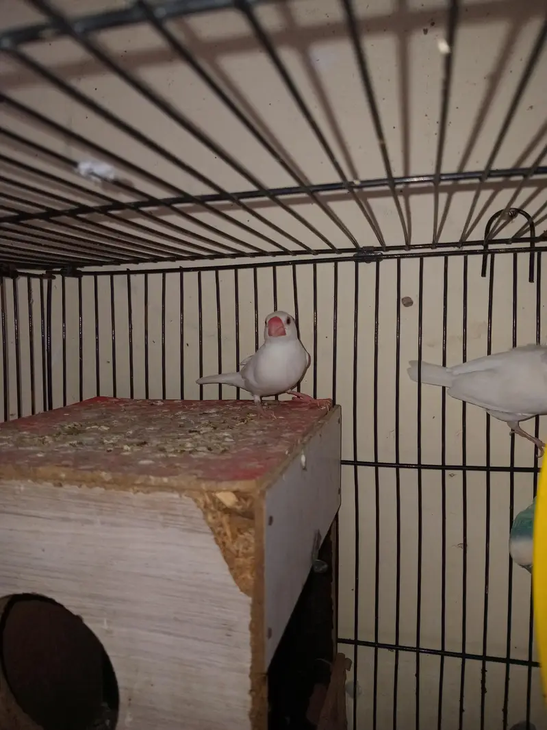 Breeder pair — photo 3