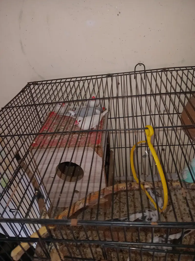 Breeder pair — photo 4