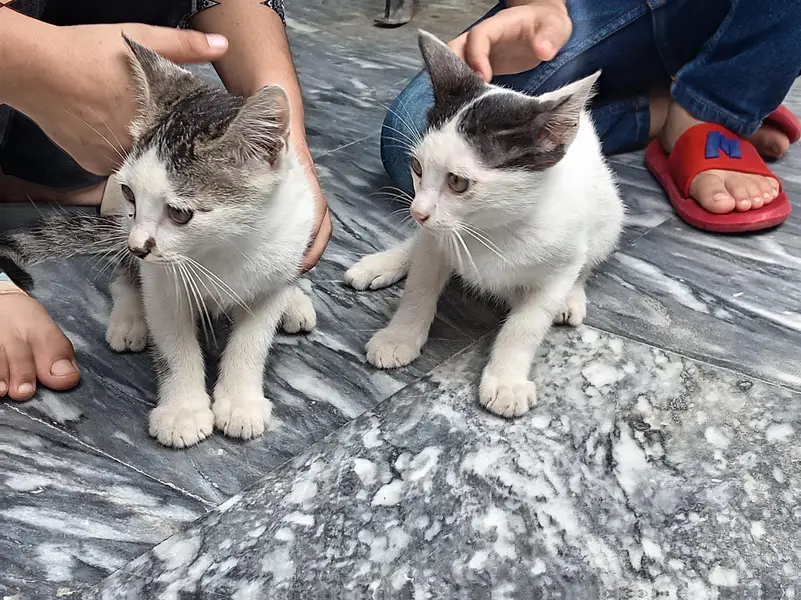 Two Kittens abandoned by mother — photo 2