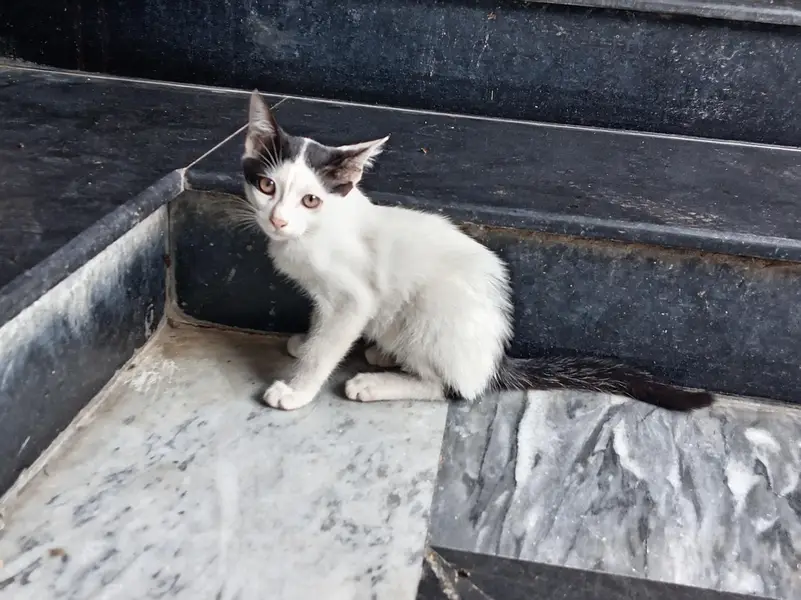 Two Kittens abandoned by mother — photo 3