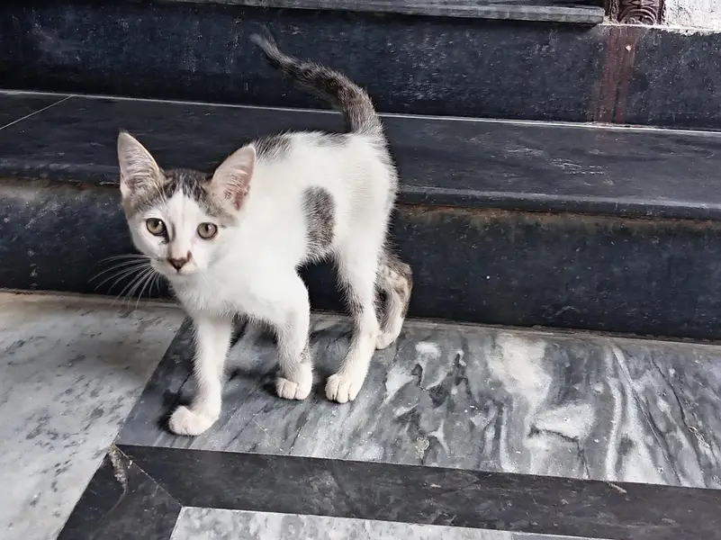 Two Kittens abandoned by mother — photo 4