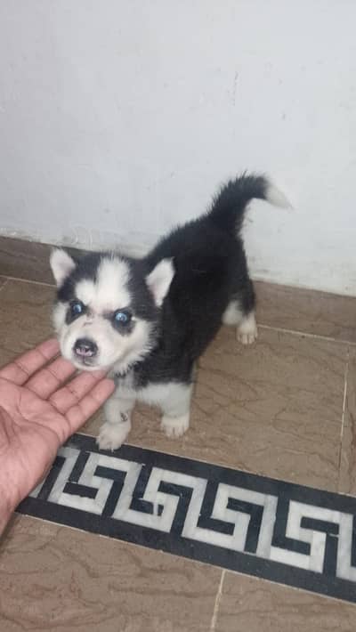 Siberian Husky puppies |  Husky puppy | wolly coat husky | blue eyes