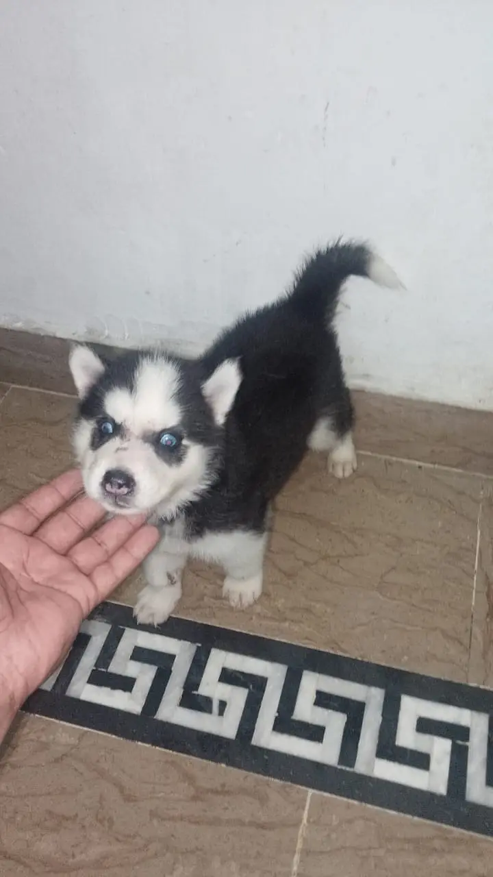 Siberian Husky puppies |  Husky puppy | wolly coat husky | blue eyes