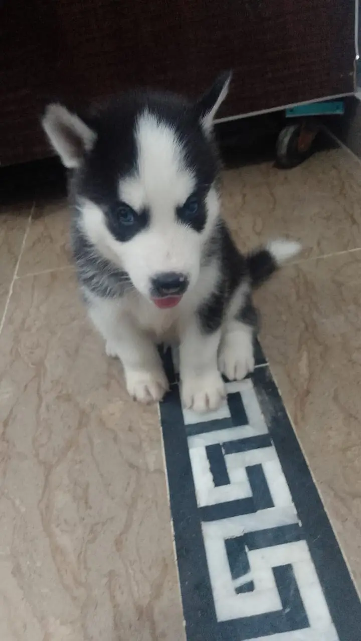 Siberian Husky puppies |  Husky puppy | wolly coat husky | blue eyes — photo 2