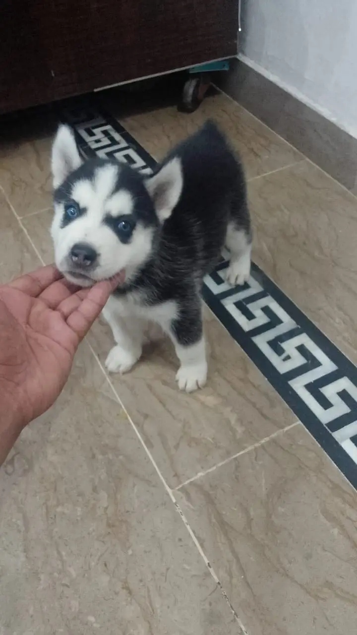 Siberian Husky puppies |  Husky puppy | wolly coat husky | blue eyes — photo 3