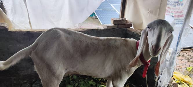 Rajan Puri bakri