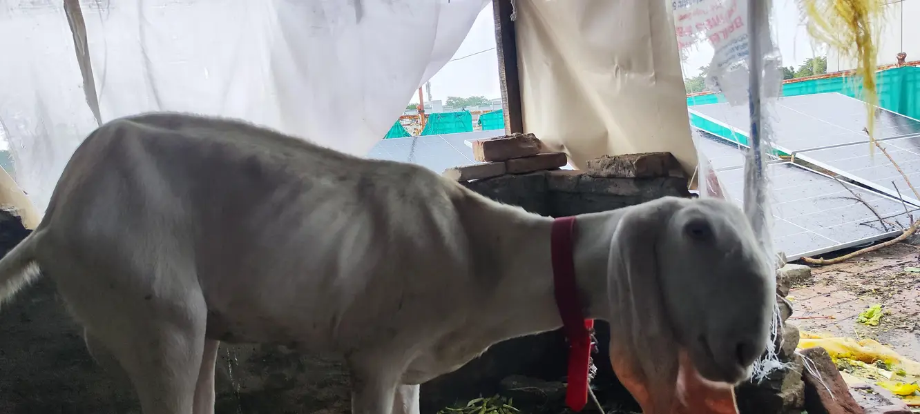 Rajan Puri bakri — photo 2