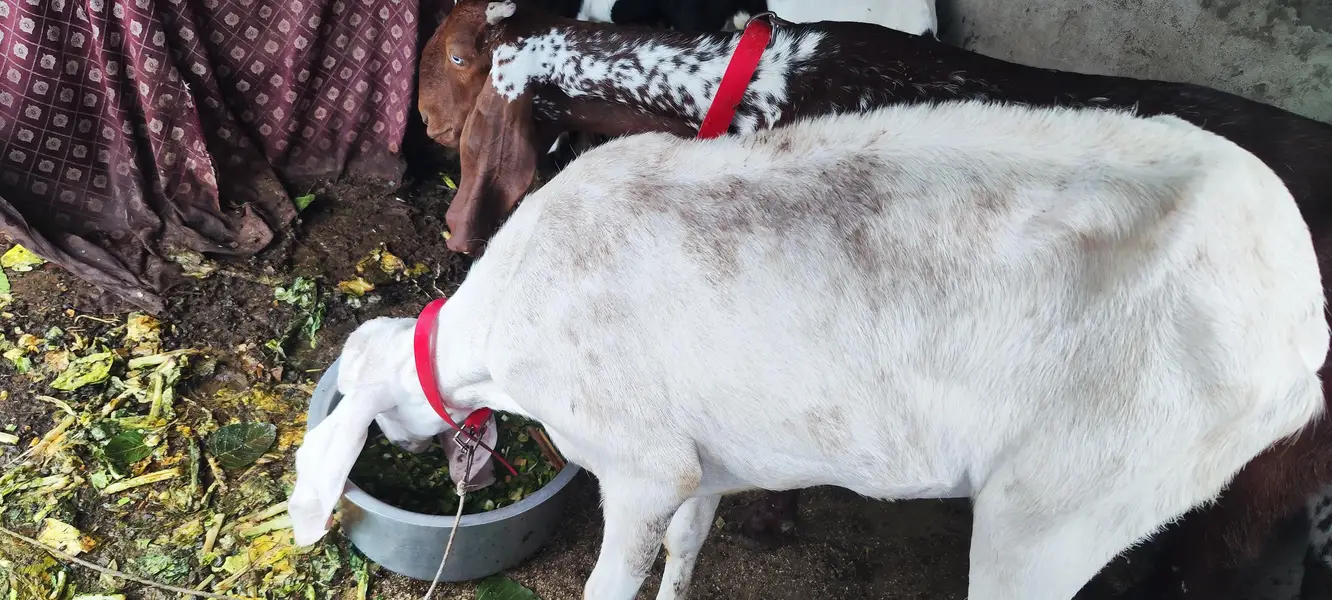 Rajan Puri bakri — photo 3