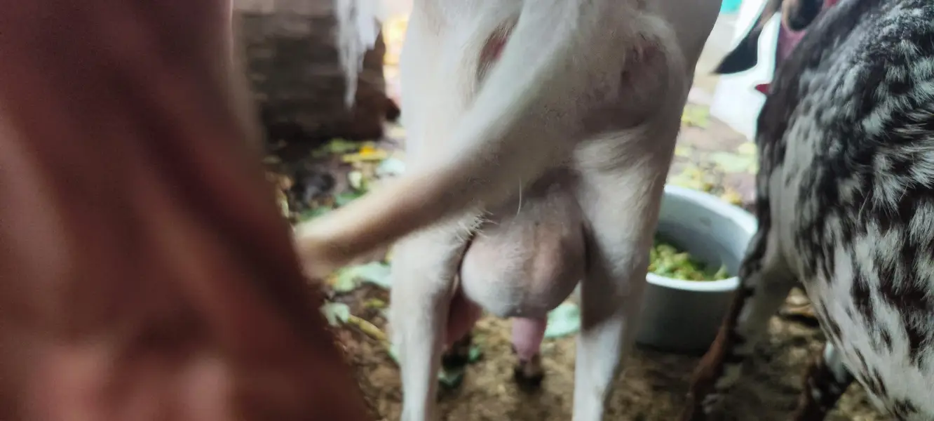 Rajan Puri bakri — photo 4