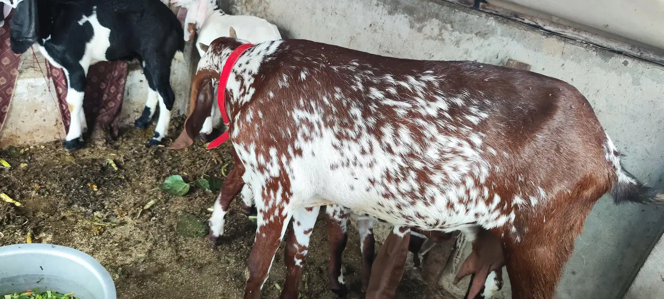 Rajan Puri bakri — photo 5