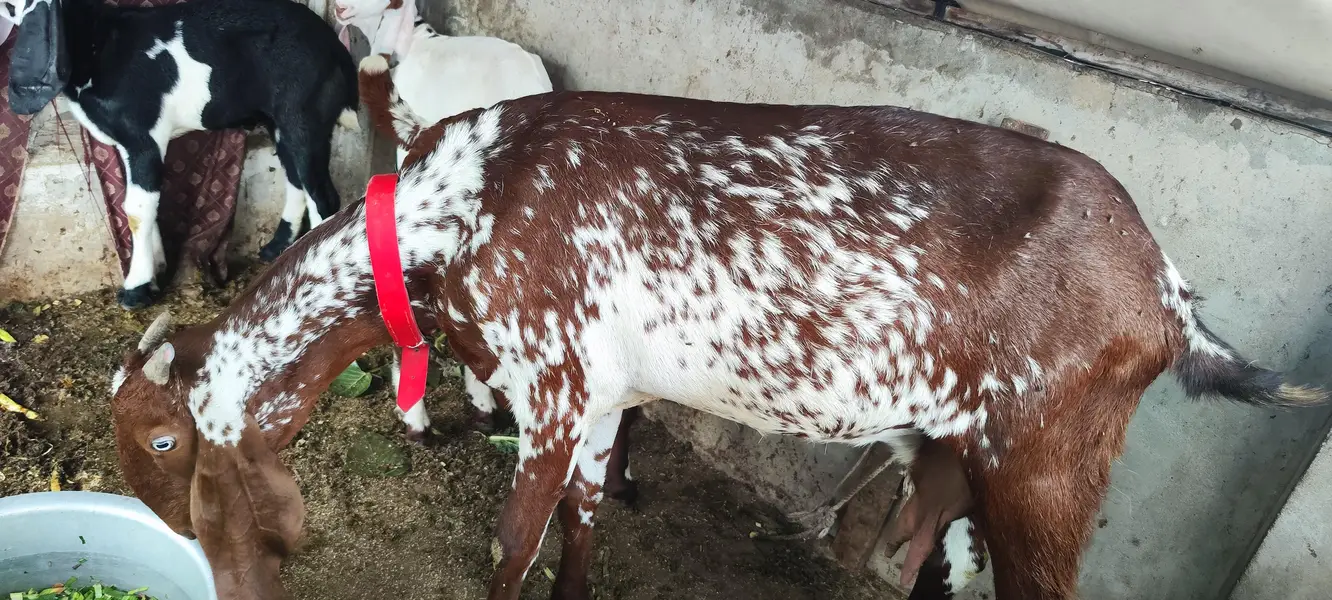 Rajan Puri bakri — photo 6