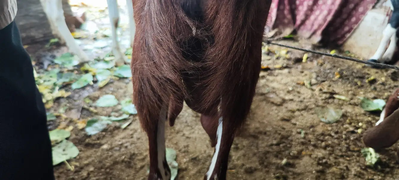 Rajan Puri bakri — photo 7