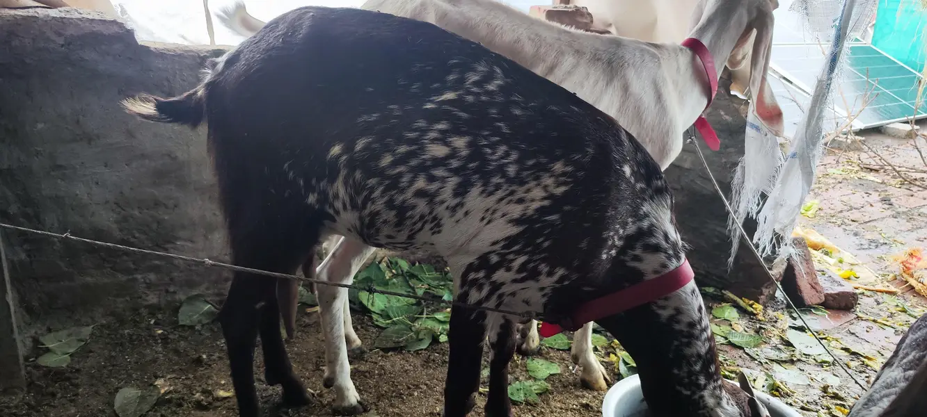 Rajan Puri bakri — photo 8