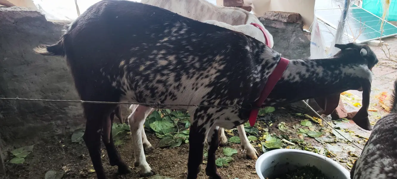 Rajan Puri bakri — photo 9