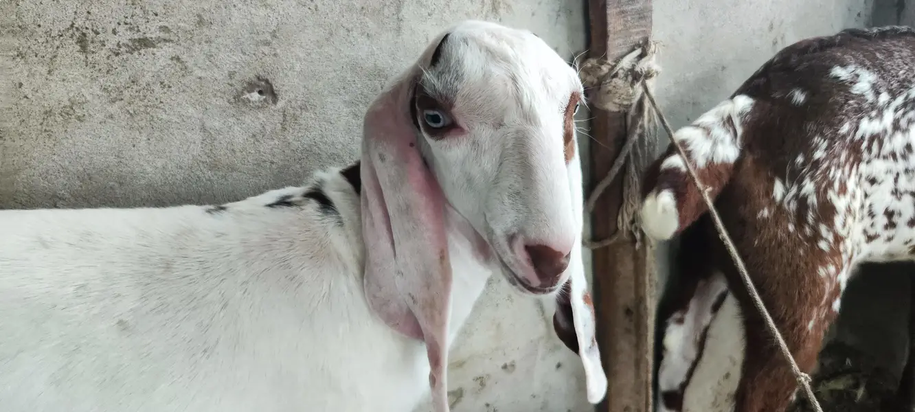 Rajan Puri bakri — photo 10