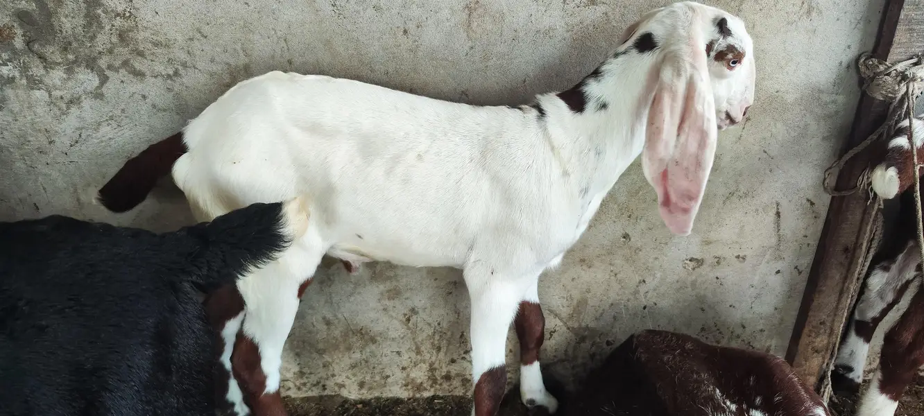 Rajan Puri bakri — photo 11