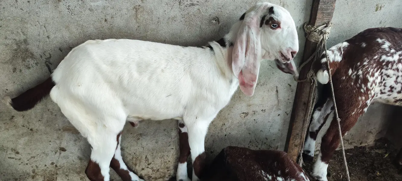 Rajan Puri bakri — photo 12