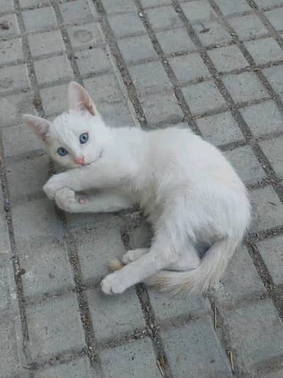 so cute urgent sale