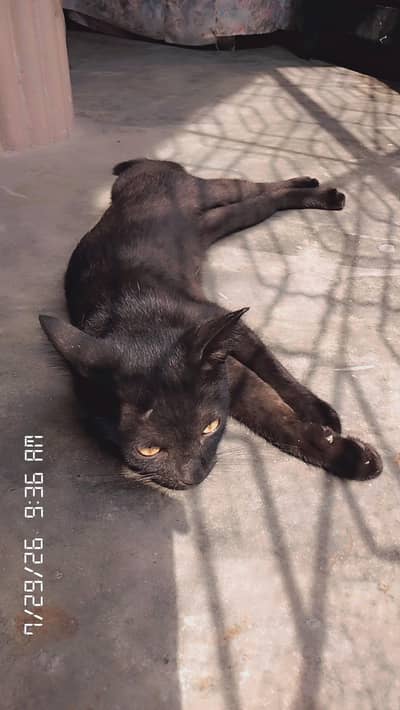 Gorgeous black Russian cat with golden eyes healthy and playfull