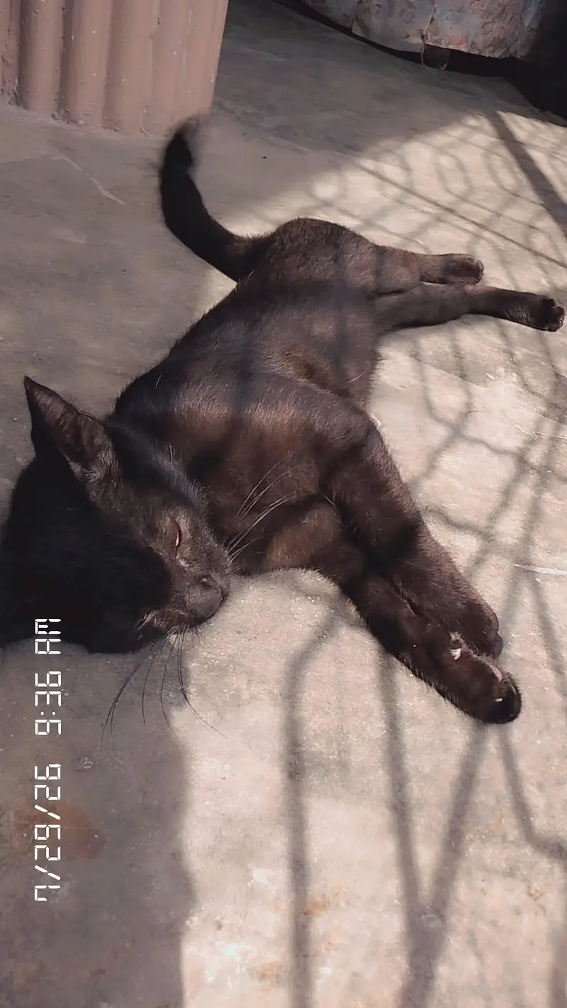 Gorgeous black Russian cat with golden eyes healthy and playfull — photo 2