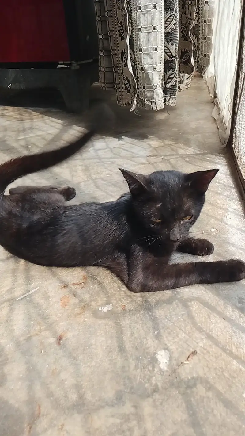 Gorgeous black Russian cat with golden eyes healthy and playfull — photo 3