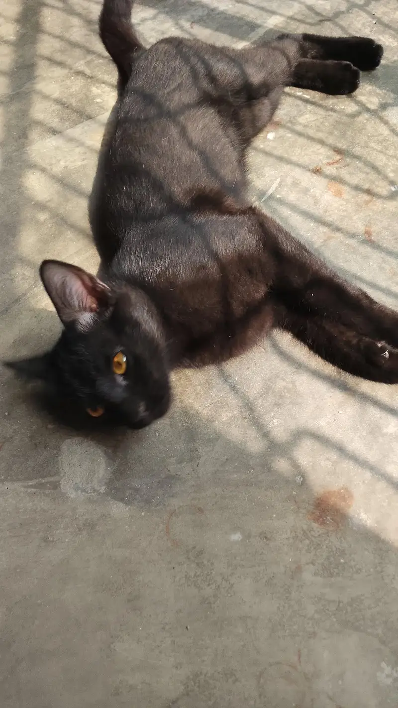 Gorgeous black Russian cat with golden eyes healthy and playfull — photo 4