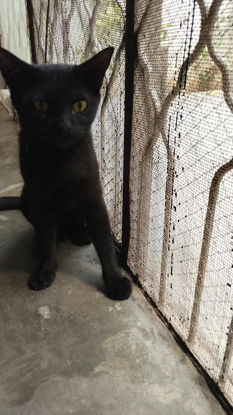 Gorgeous black Russian cat with golden eyes healthy and playfull — photo 5