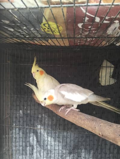 Common white red eyes to fown cocktail 2 ready to breed pairs sale.