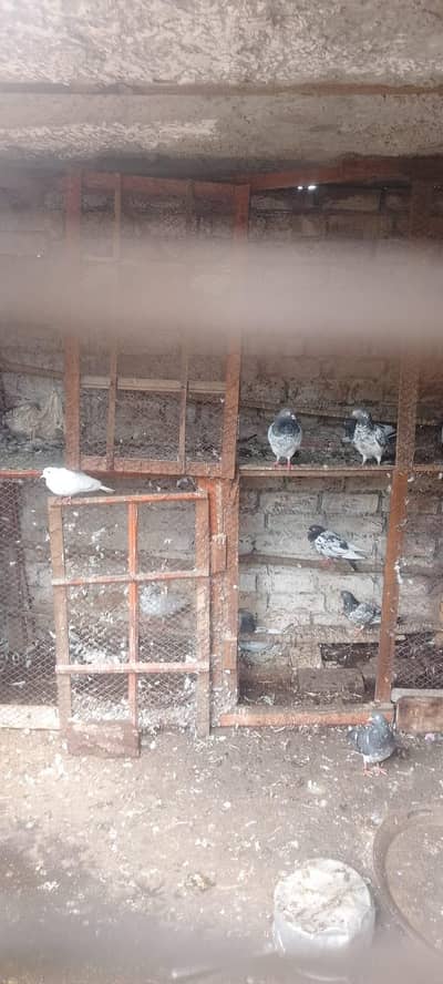 pair of 15 pigeon